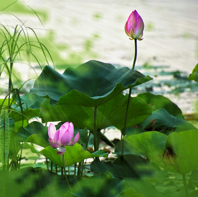 荷花时节 图片素材