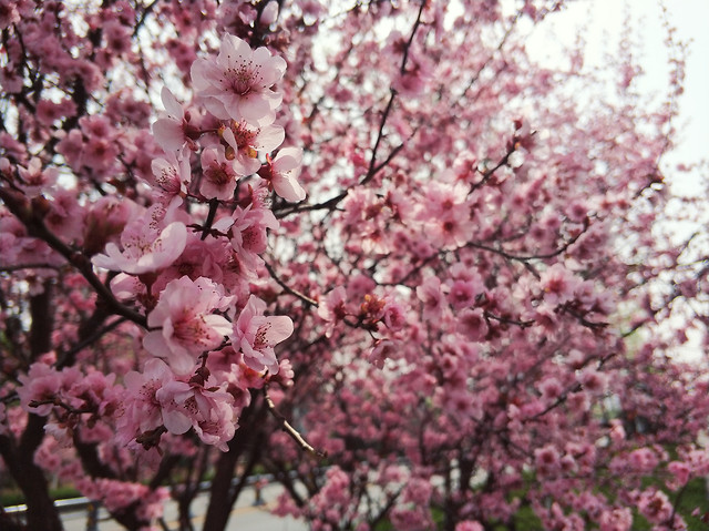 cherry-flower-branch-tree-season 图片素材