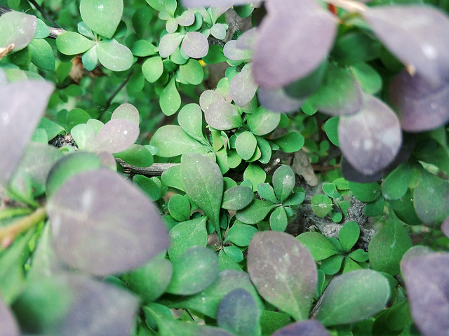 leaf-nature-flora-flower-growth 图片素材
