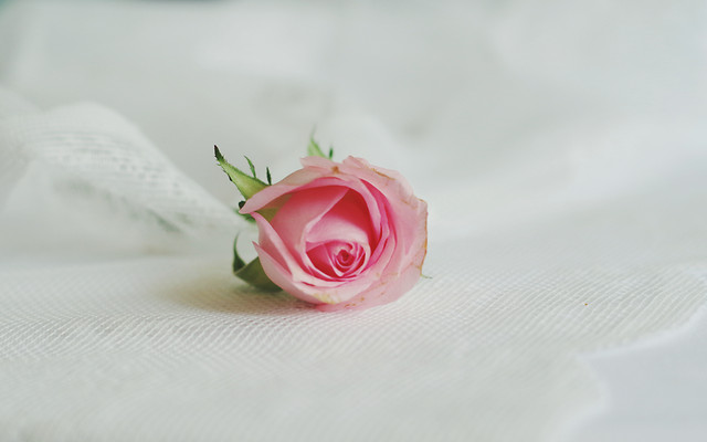 wedding-flower-rose-love-pink picture material