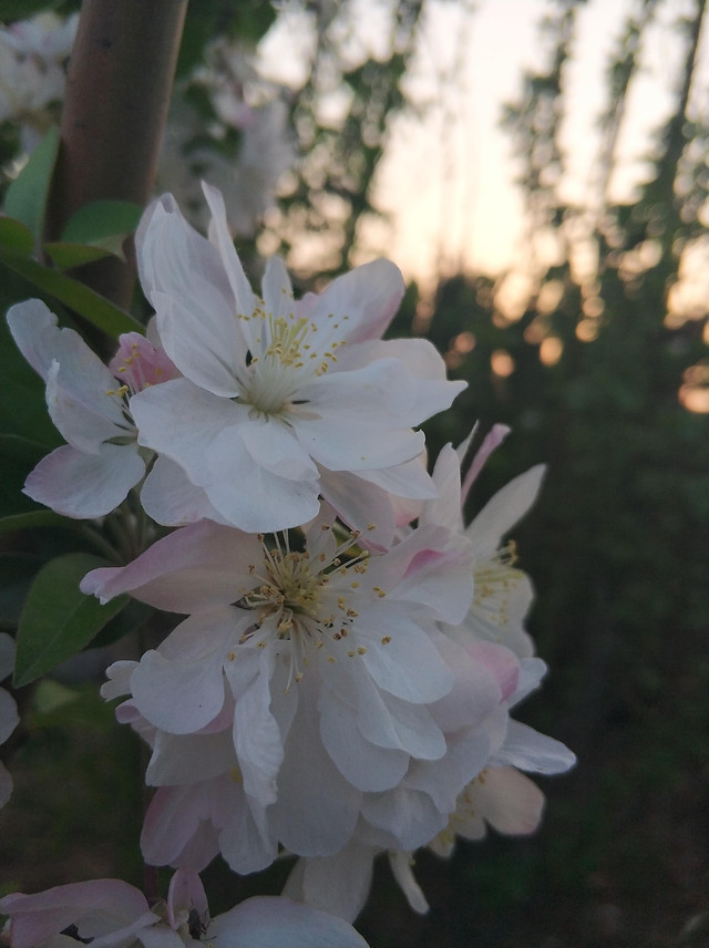 flower-nature-flora-garden-leaf 图片素材