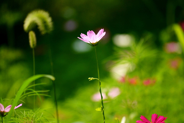 nature-summer-flower-flora-garden picture material