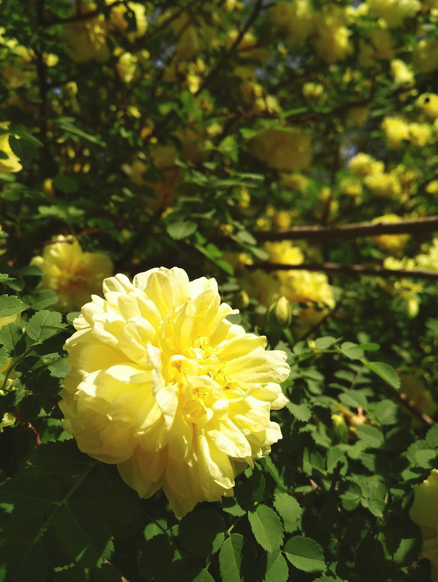 flower-garden-flora-leaf-nature picture material