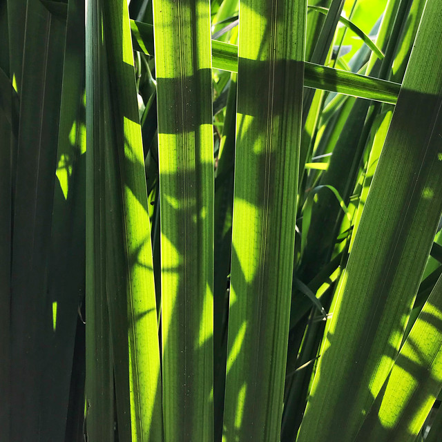 leaf-growth-no-person-lush-flora 图片素材