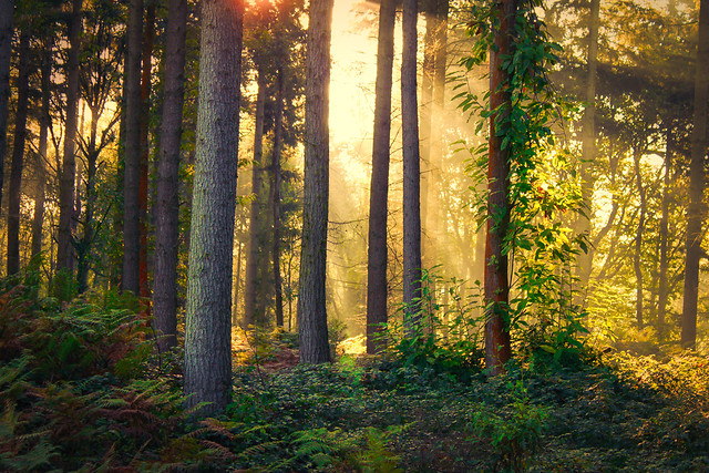 wood-fall-leaf-dawn-tree 图片素材