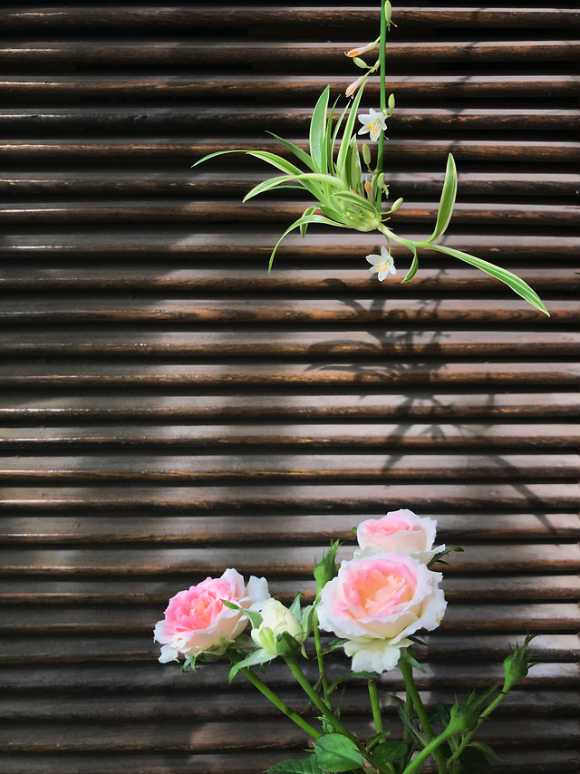 flower-desktop-leaf-nature-flora 图片素材