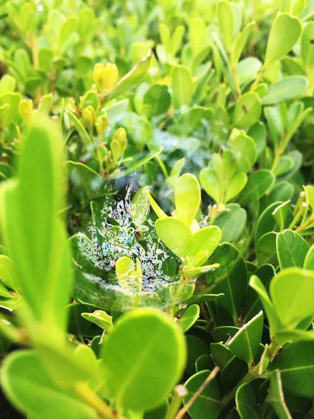 leaf-nature-flora-garden-clover 图片素材