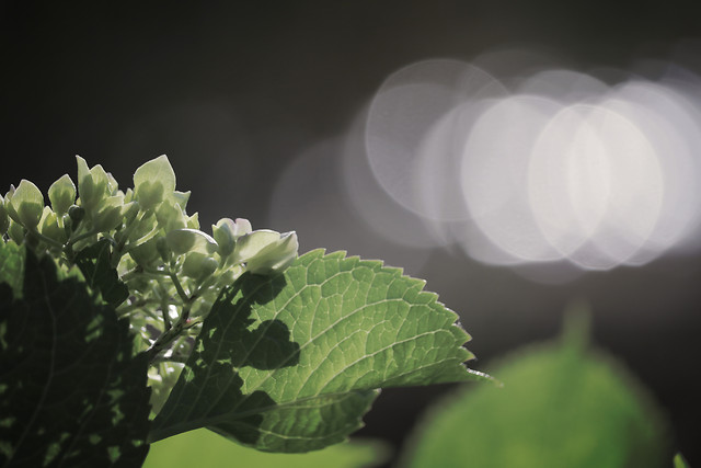 leaf-no-person-nature-green-flower 图片素材