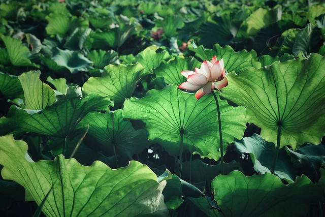 leaf-flora-nature-pool-flower 图片素材