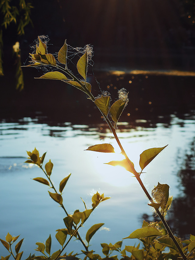 no-person-leaf-water-nature-outdoors 图片素材