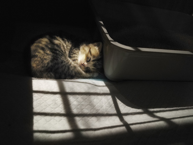 cat-mammal-kitten-pet-portrait 图片素材
