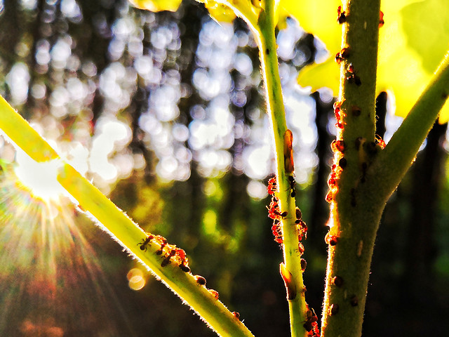 nature-leaf-flora-garden-cactus 图片素材