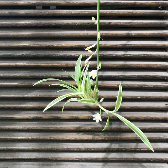 desktop-flora-bamboo-nature-texture 图片素材