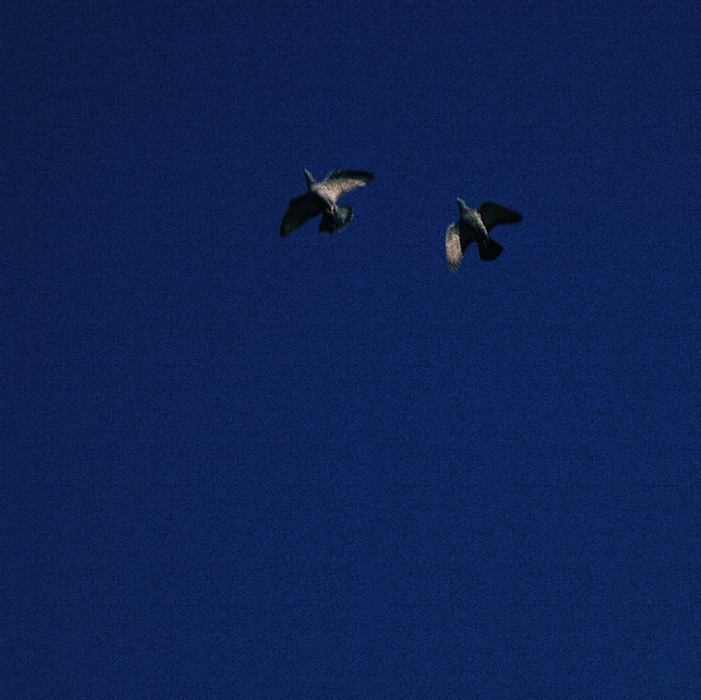 bird-no-person-flight-daylight-sky 图片素材