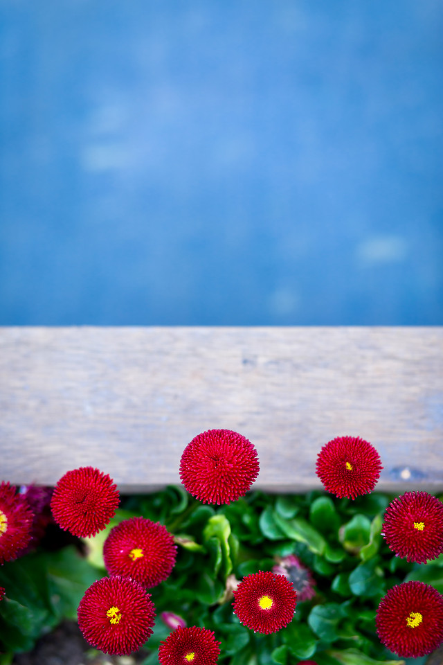 nature-flower-summer-color-flora picture material