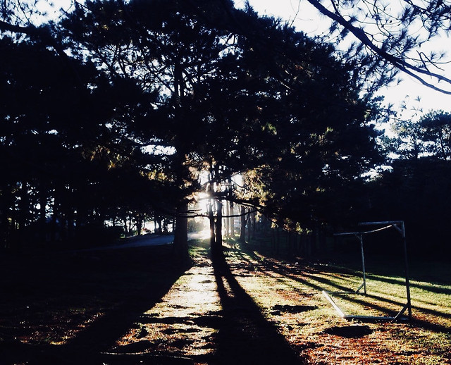 tree-landscape-wood-nature-light 图片素材