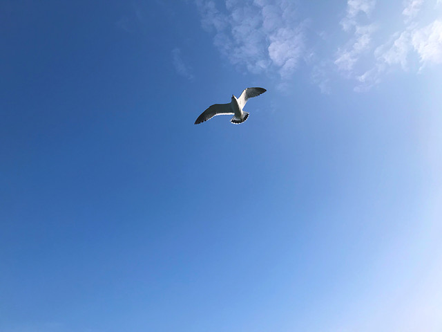 sky-bird-seagulls-flight-outdoors 图片素材