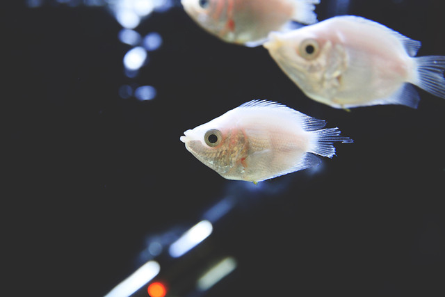 fish-aquarium-underwater-goldfish-no-person 图片素材