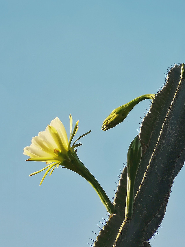 nature-no-person-flower-flora-growth 图片素材