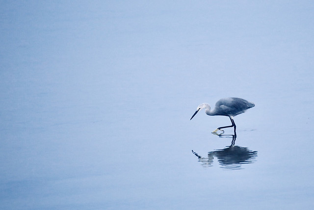 bird-no-person-wildlife-water-nature 图片素材