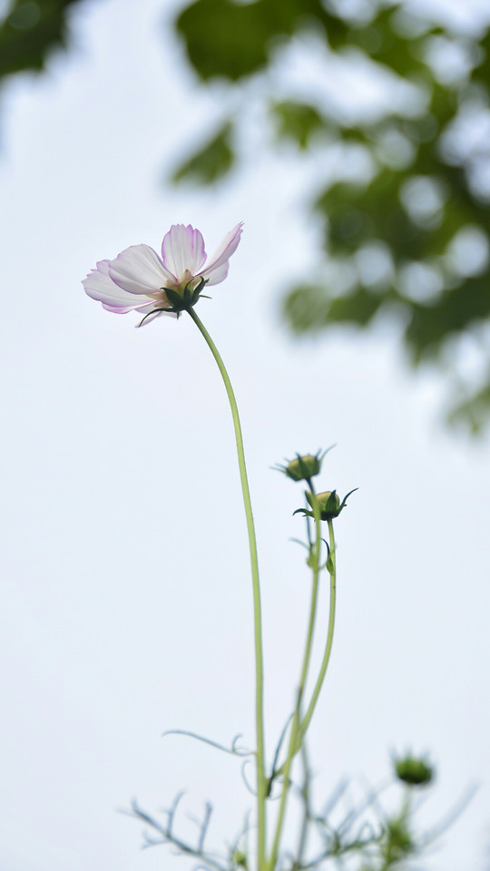 flower-nature-summer-no-person-growth 图片素材