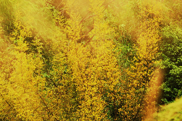 leaf-fall-desktop-no-person-nature 图片素材