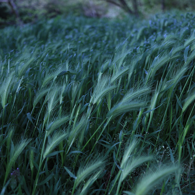 grass-field-nature-growth-flora picture material