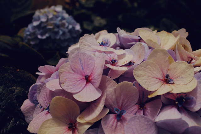 flower-no-person-nature-flora-color 图片素材