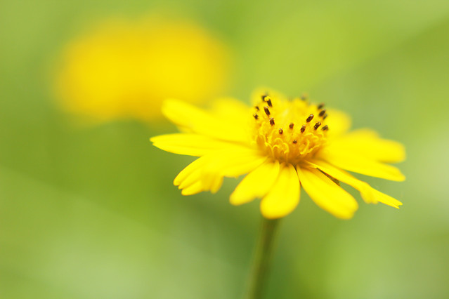 no-person-nature-flower-summer-yellow 图片素材