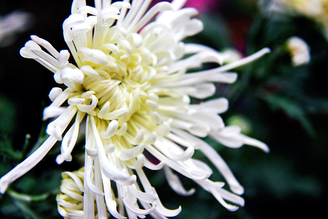 flower-nature-flora-garden-summer 图片素材