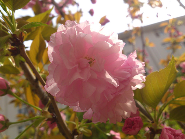 flower-flora-branch-petal-nature 图片素材