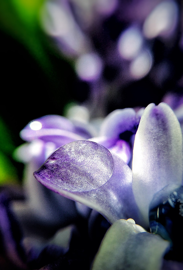 flower-nature-garden-flora-no-person 图片素材
