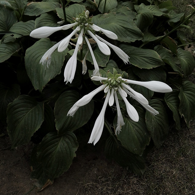 no-person-flower-leaf-plant-garden picture material