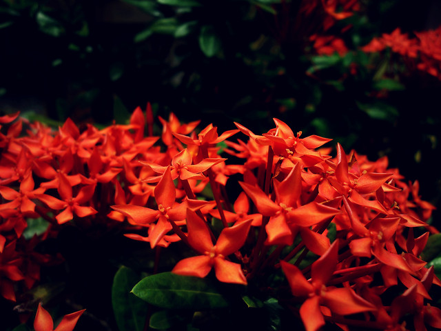 no-person-flower-garden-flora-nature 图片素材