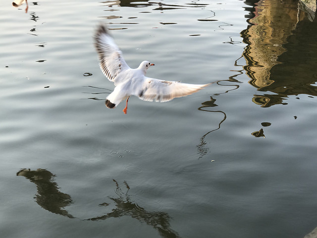water-bird-lake-seagulls-reflection 图片素材