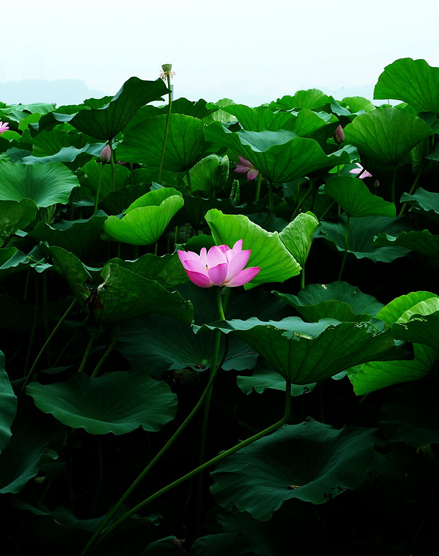lotus-flower-pool-lily-leaf picture material