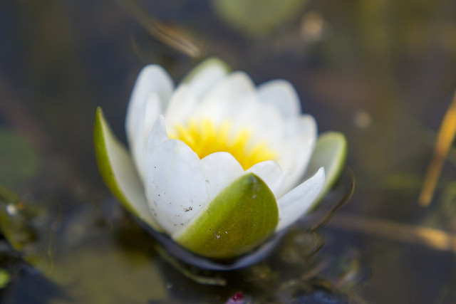 water-lily 图片素材