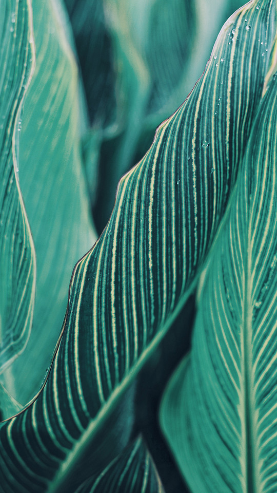 abstract-texture-green-pattern-desktop 图片素材