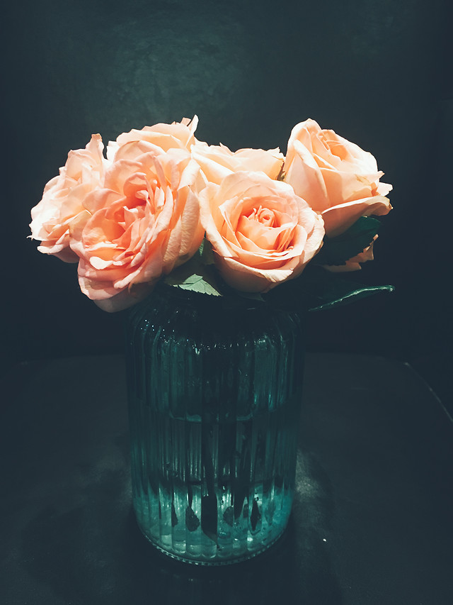 rose-flower-petal-still-life-flowers 图片素材
