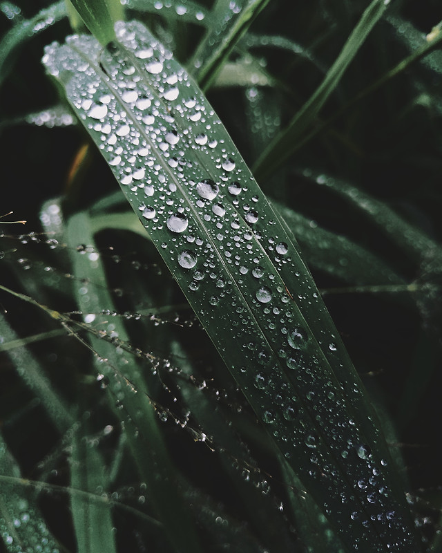 dew-leaf-drop-grass-plant 图片素材