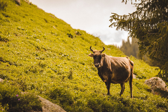 no-person-outdoors-nature-grass-agriculture 图片素材