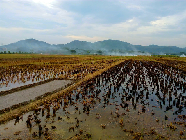 七月上 图片素材