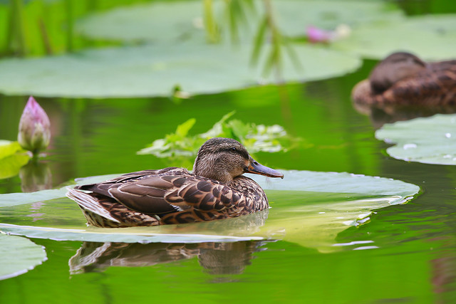 pool-nature-bird-water-lake picture material