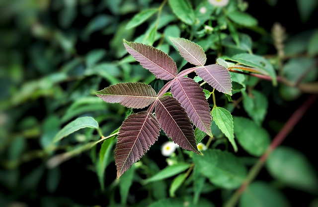 leaf-nature-flora-no-person-summer 图片素材