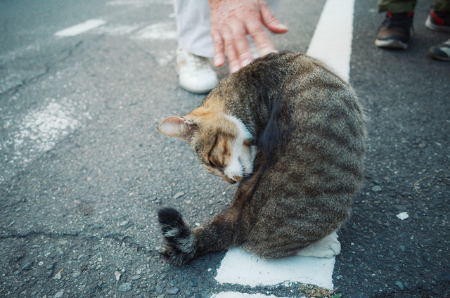 cat-mammal-cute-animal-outdoors picture material