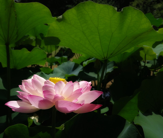 我的七月 图片素材