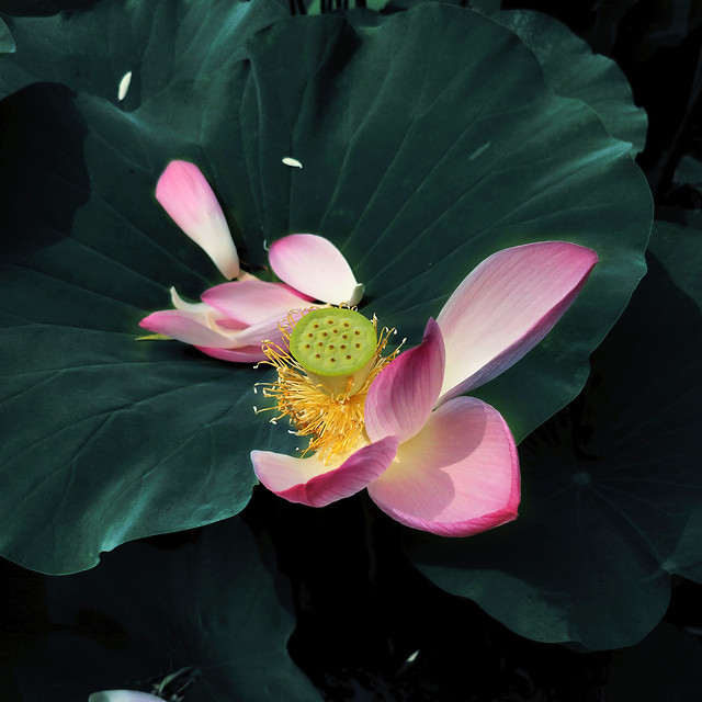 flower-lotus-flora-leaf-beautiful 图片素材