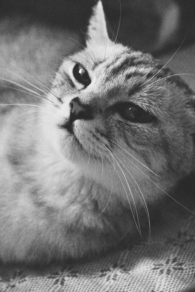 cat-animal-portrait-eye-cute picture material
