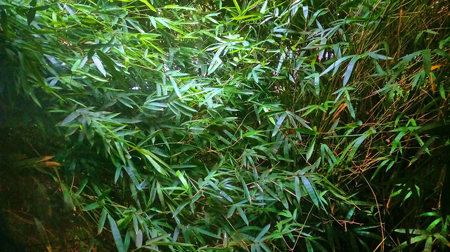leaf-flora-lush-nature-wood 图片素材