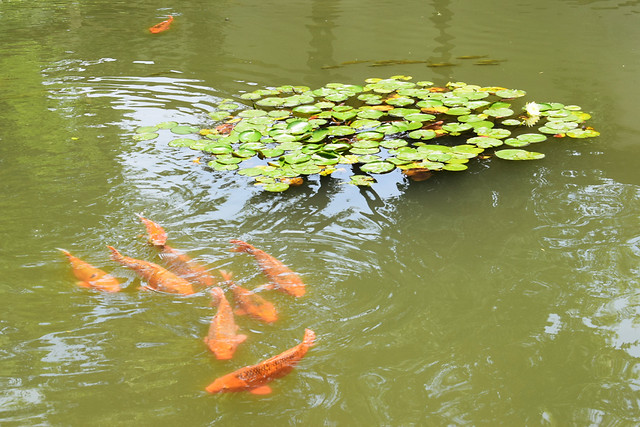 water-pool-river-lake-nature picture material